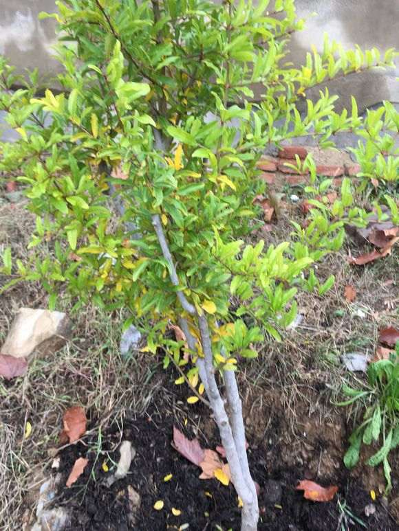 石榴下山桩叶子变黄了 请问怎么办 图片