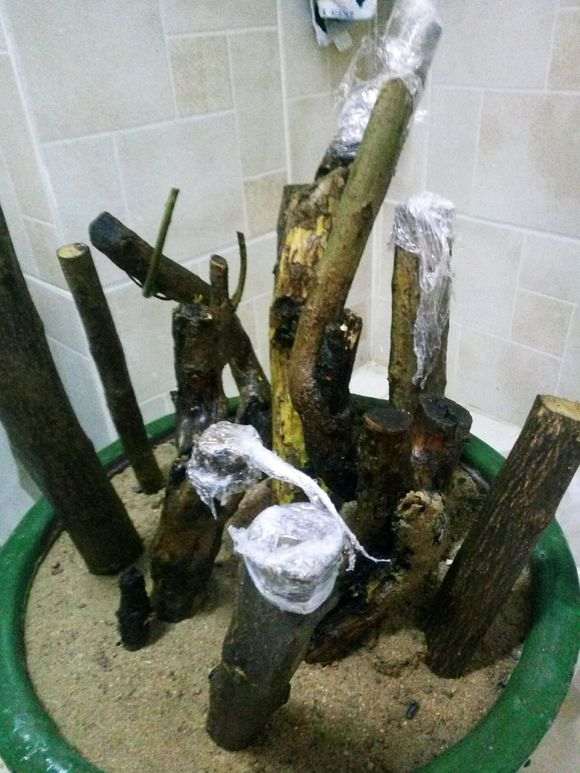 现在用河沙石榴下山桩树杆还能插活吗