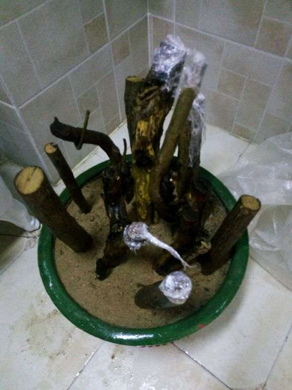 现在用河沙石榴下山桩树杆还能插活吗