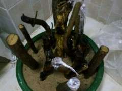 现在用河沙石榴下山桩树杆还能插活吗