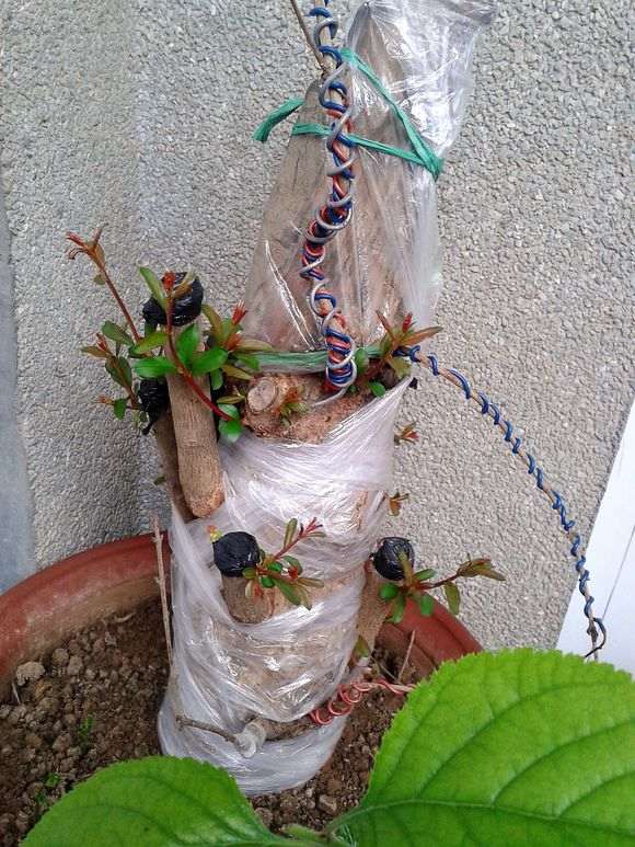 露天栽石榴下山桩树 可以过冬吗 图片