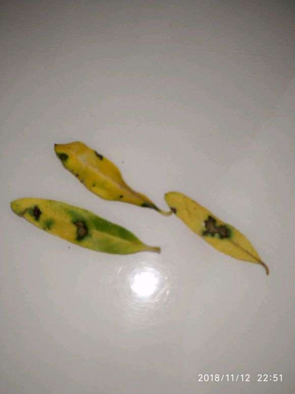 石榴下山桩先是叶子有个黑点 怎么办