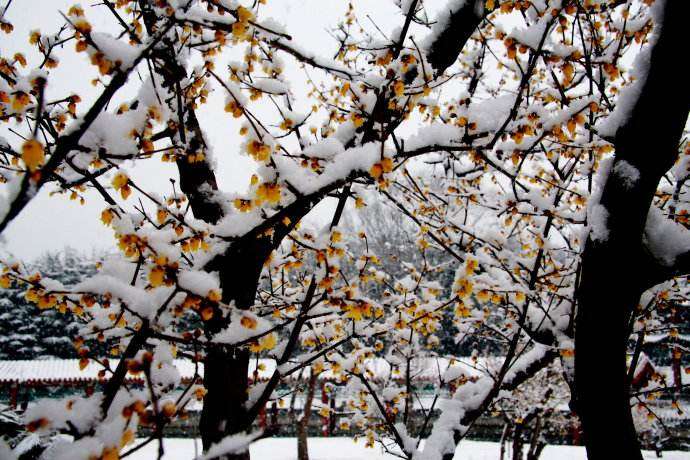 腊梅下山桩怎么高压制作的方法 图片