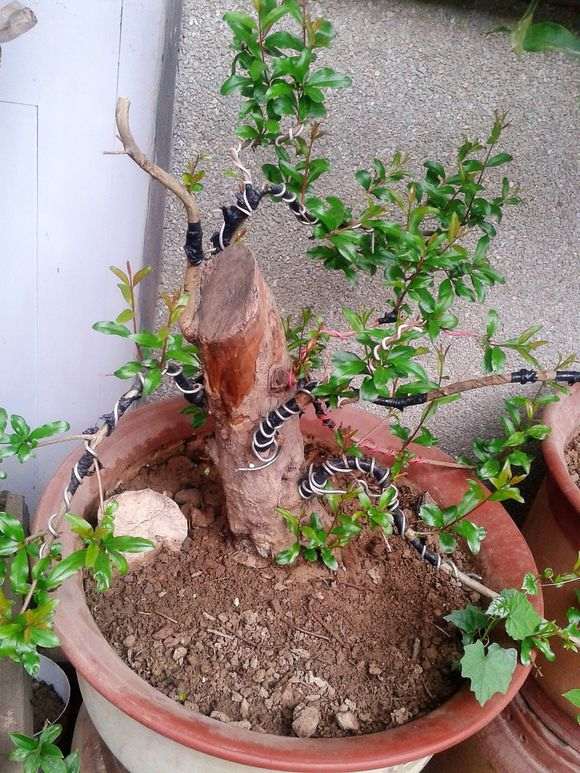 辽宁室外可以种植石榴下山桩树吗 图片