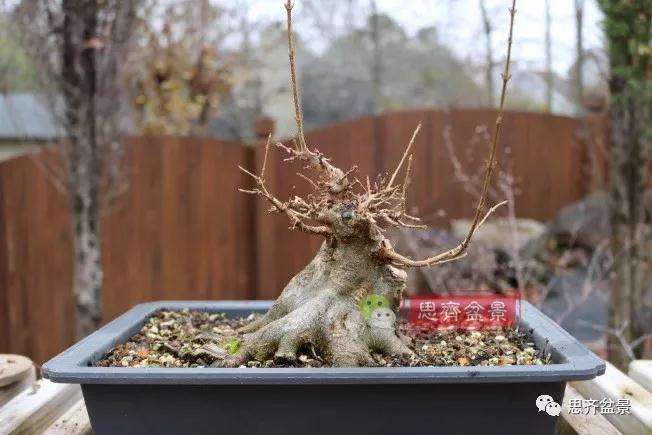 辽宁室外可以种植石榴下山桩树吗 图片