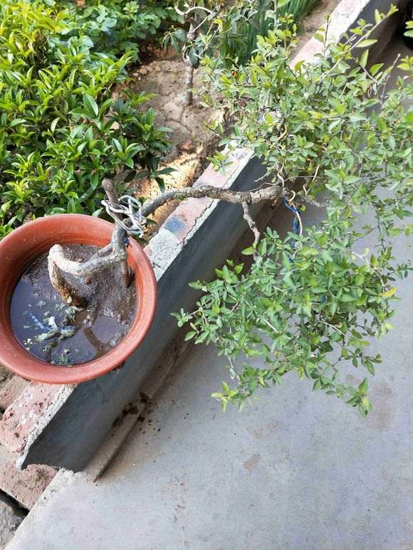 盆栽三年的枸杞下山桩 大家看看 图片