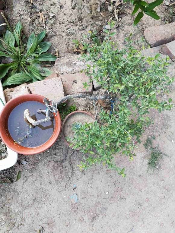 盆栽三年的枸杞下山桩 大家看看 图片