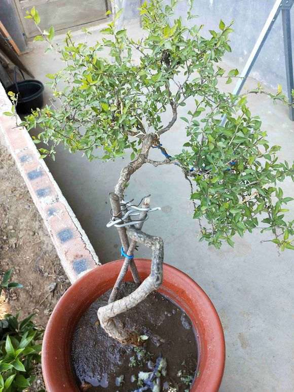 盆栽三年的枸杞下山桩 大家看看 图片