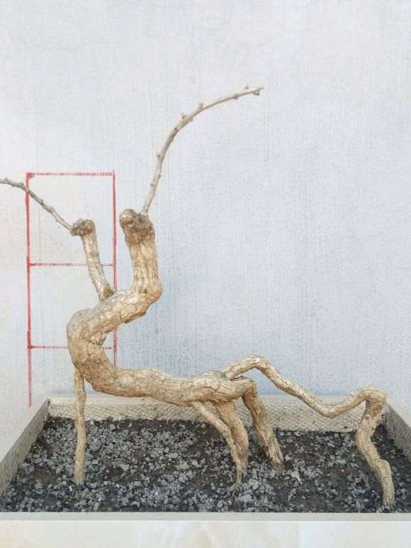 枸杞下山桩怎么修剪的方法 图片