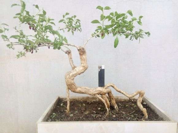 枸杞下山桩怎么修剪的方法 图片