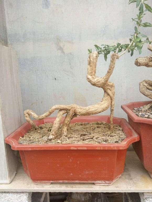 枸杞下山桩怎么修剪的方法 图片