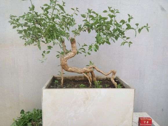 枸杞下山桩怎么修剪的方法 图片