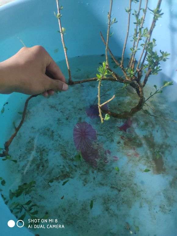 分享 枸杞下山桩新桩怎么修剪的技术贴