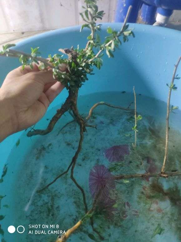 分享 枸杞下山桩新桩怎么修剪的技术贴