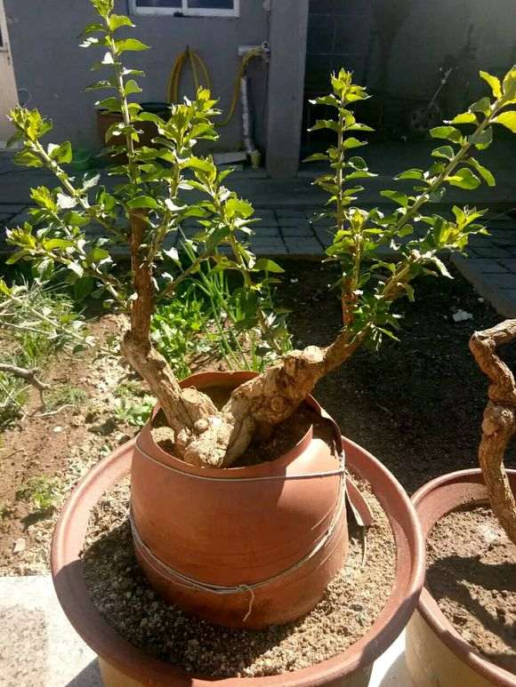 浅谈怎么栽培枸杞下山桩的方法 图片