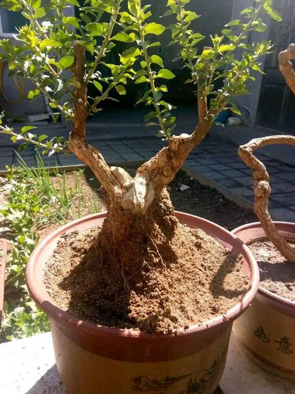 浅谈怎么栽培枸杞下山桩的方法 图片