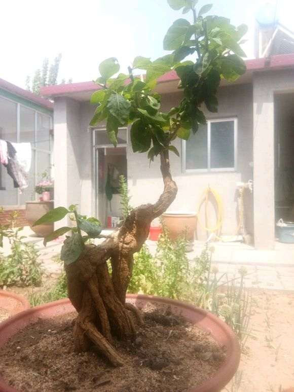 浅谈怎么栽培枸杞下山桩的方法 图片