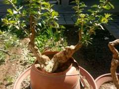 浅谈怎么栽培枸杞下山桩的方法 图片