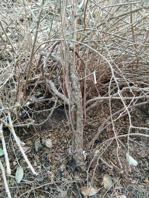 这么多野生枸杞下山桩 不会做盆景 图片