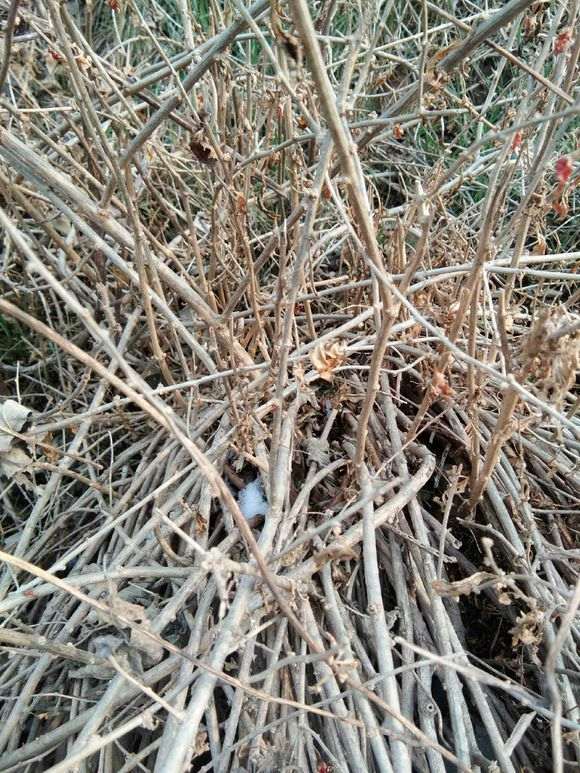 这么多野生枸杞下山桩 不会做盆景 图片