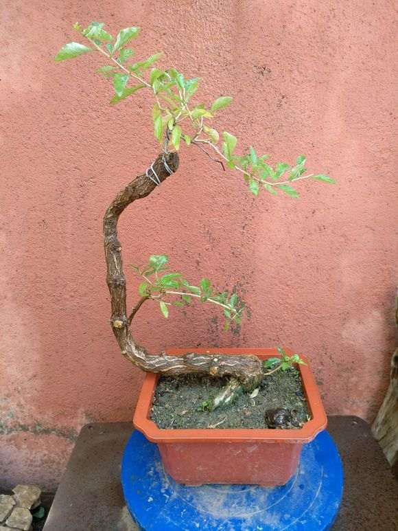 为什么枸杞下山桩容易缩枝啊 图片