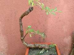 为什么枸杞下山桩容易缩枝啊 图片