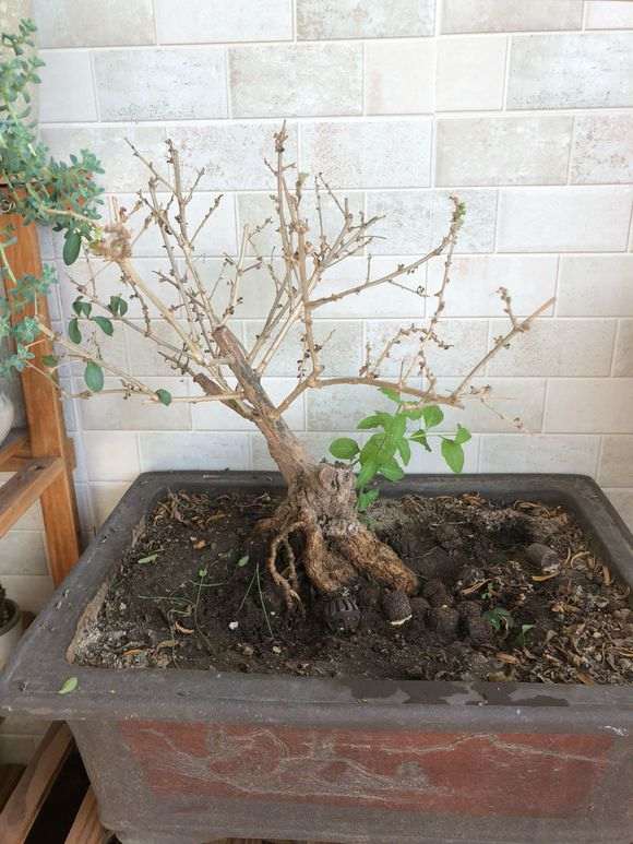 为什么枸杞下山桩要经过夏眠才行 图片