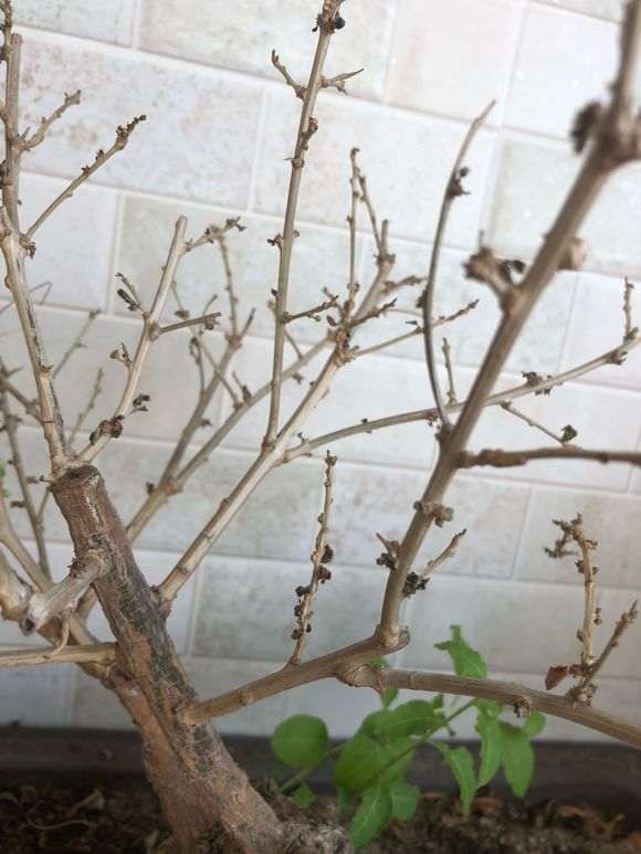 为什么枸杞下山桩要经过夏眠才行 图片