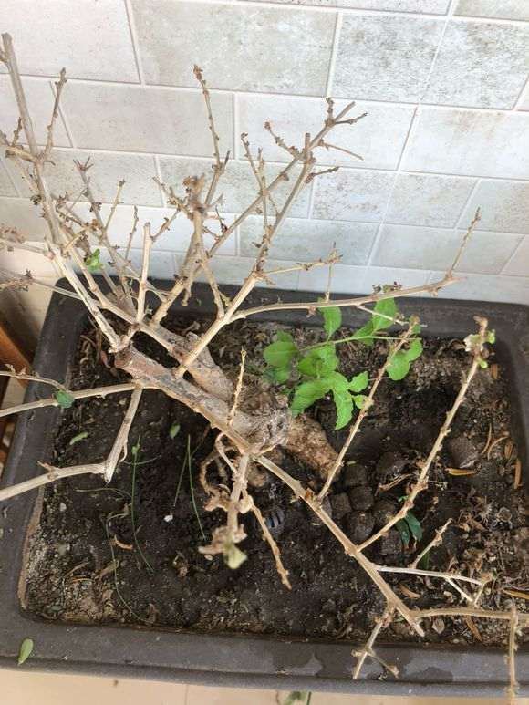 为什么枸杞下山桩要经过夏眠才行 图片