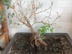 为什么枸杞下山桩要经过夏眠才行 图片