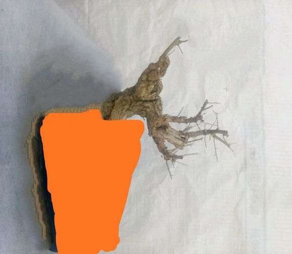 请老师指导 枸杞下山桩怎么修剪 图片