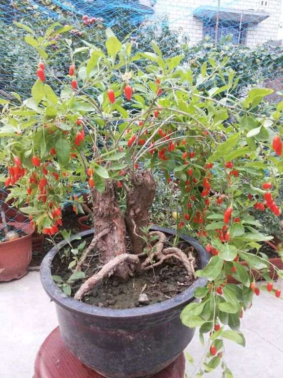 倒栽的枸杞3年就死了 把叶都摘了 图片