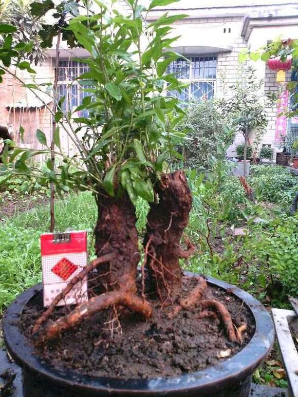 倒栽的枸杞3年就死了 把叶都摘了 图片