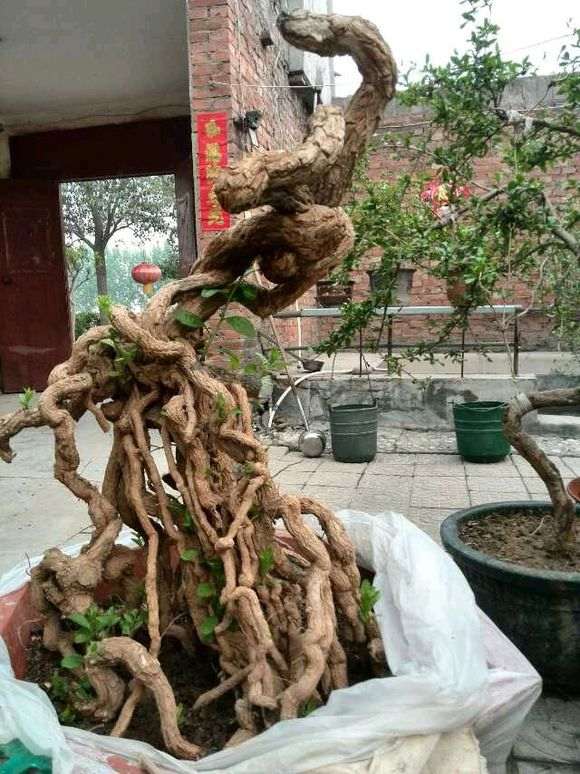 倒栽的枸杞3年就死了 把叶都摘了 图片