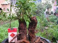 倒栽的枸杞3年就死了 把叶都摘了 图片