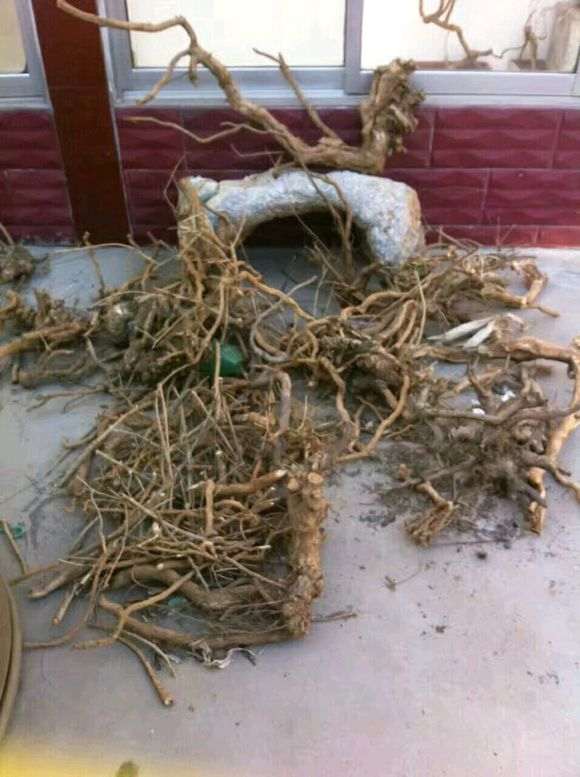 枸杞下山桩现在种一般多少天发芽 图片