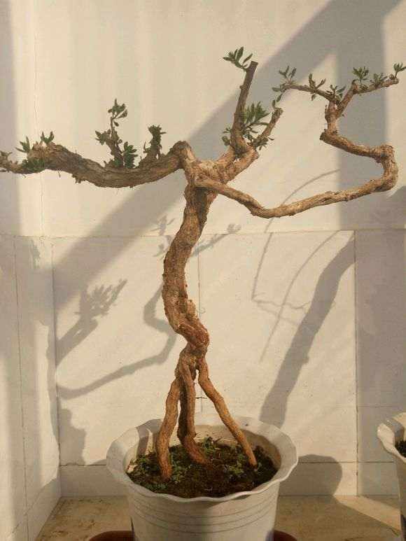 枸杞下山桩现在种一般多少天发芽 图片