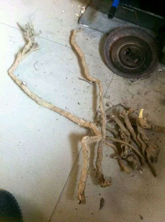 枸杞下山桩现在种一般多少天发芽 图片