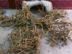 枸杞下山桩现在种一般多少天发芽 图片