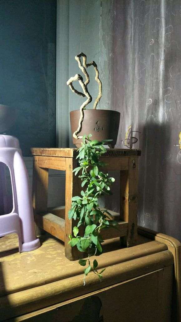 为什么枸杞下山桩套袋厚容易发芽 图片