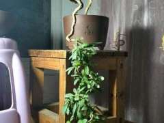 为什么枸杞下山桩套袋厚容易发芽 图片