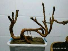 为什么倒栽枸杞下山桩 土培要深 图片