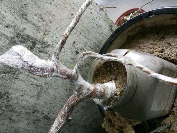 枸杞下山桩淋了一夜 今天早上发芽了 图片