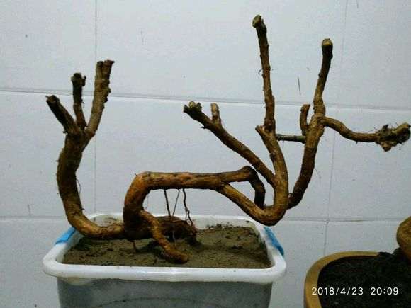 枸杞下山桩淋了一夜 今天早上发芽了 图片