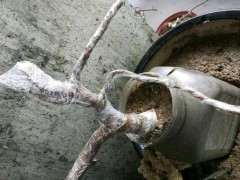 枸杞下山桩淋了一夜 发芽了 套袋真有用