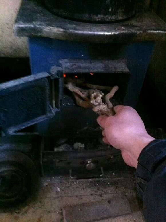 枸杞下山桩用河沙和田园土怎么配 图片