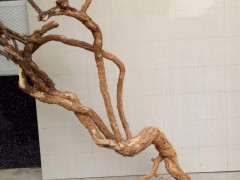 枸杞下山桩用河沙和田园土怎么配 图片