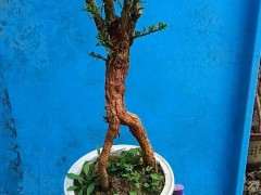 怎么防止枸杞下山桩缩枝的方法 图片