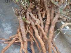 为什么枸杞下山桩不摘叶 用药效果不大