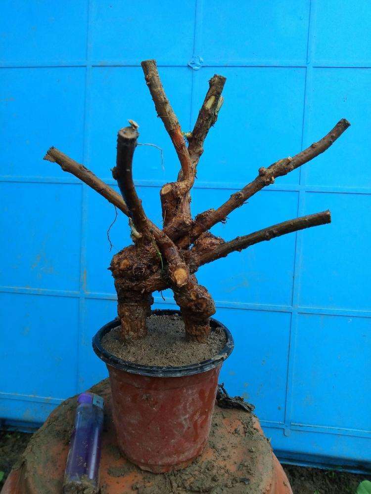 枸杞下山桩不是很好活吗 为什么死 图片